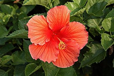 《第一后裔》首周玩家人数突破1000万 更新在继续